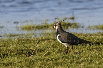 Latest Sightings